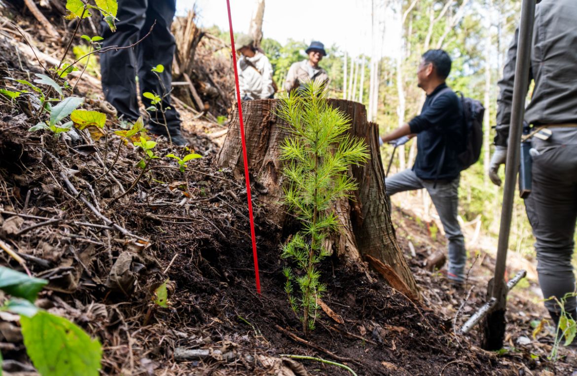 植樹され育ち始めたカラマツの苗